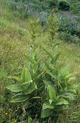 Ядовитое растение чемерица Лобеля, фото