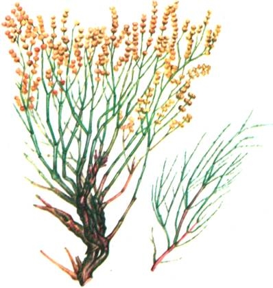 Ядовитое растение анабазис безлистный, рисунок