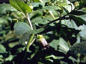 Ядовитое растение беладонна (красавка), фото