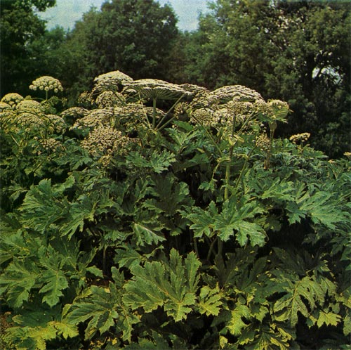 Ядовитое растение борщевик Сосновского, фото