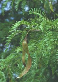 Ядовитое растение гледичия обыкновенная (трехколючковая), фото