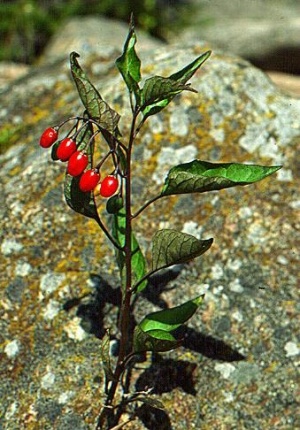 Ядовитое растение паслен сладко-горький, фото
